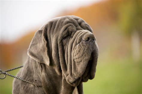 Le chien de race Matin de Naples .